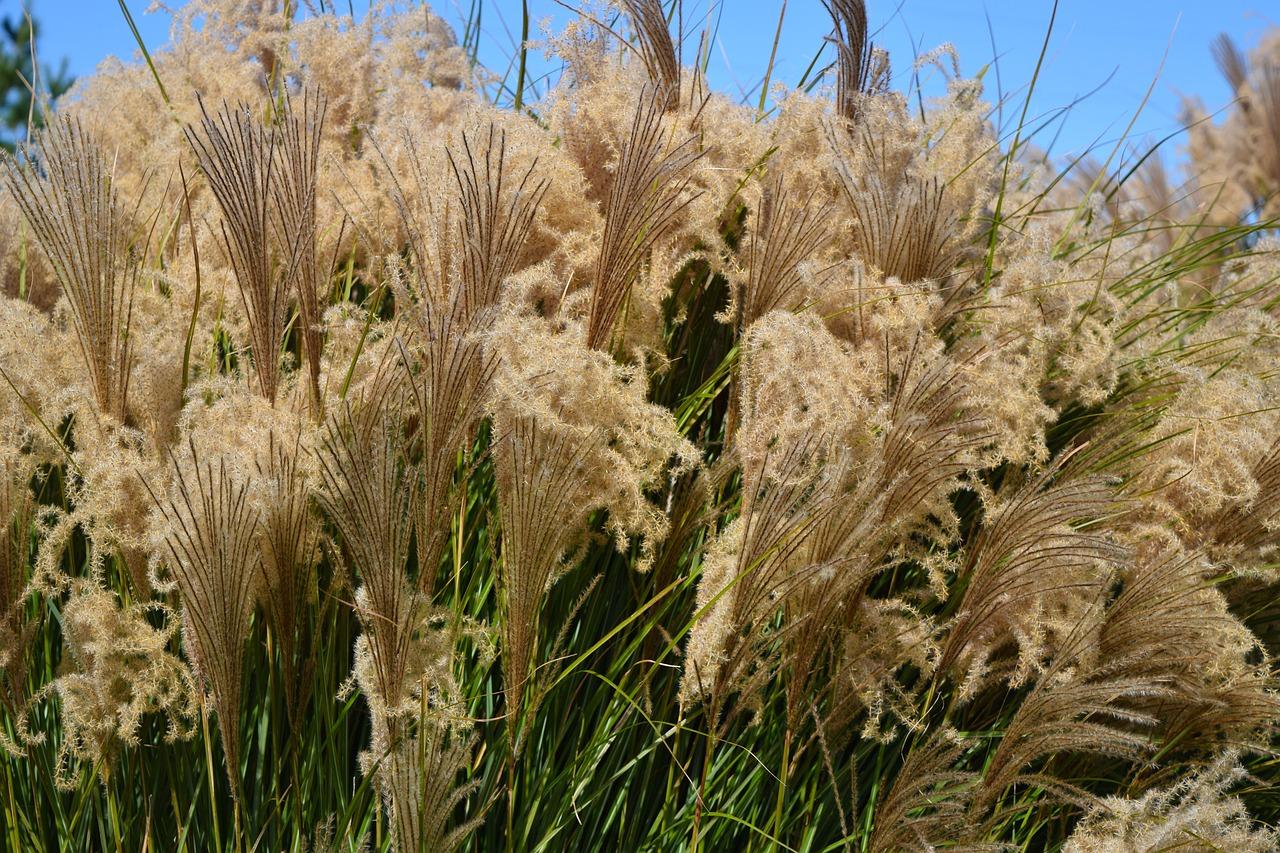 Can you still buy paraquat? 