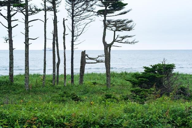 How did the climate affect the eastern woodlands? 