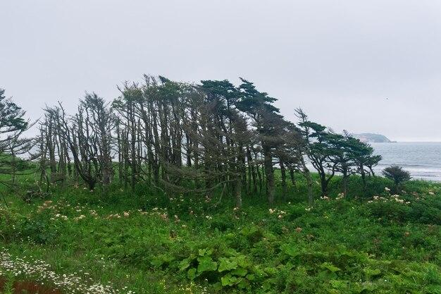 How did the climate affect the eastern woodlands? 