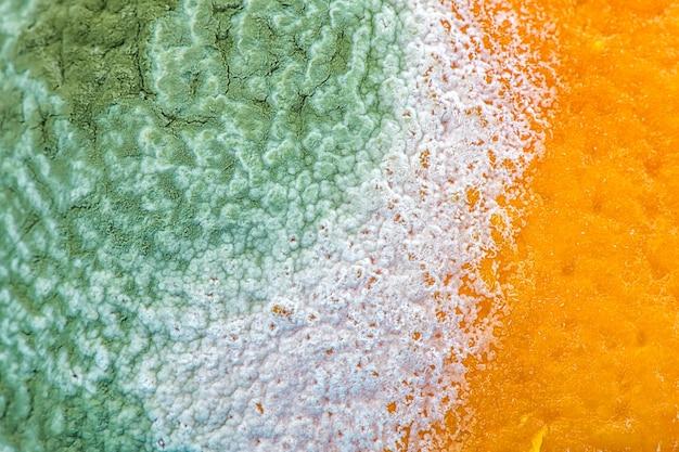 How dangerous is Aspergillus Penicillium? 
