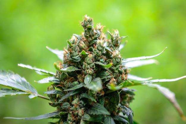 Did they use real pot in Pineapple Express? 