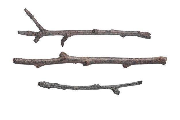What are the three branches of sociology? 