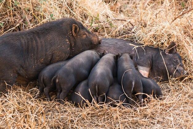 Do all mammals feed their young milk? 