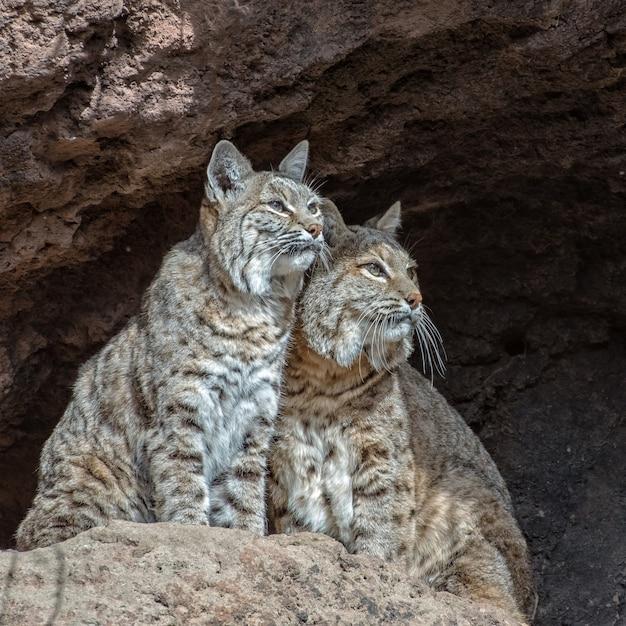 Do bears eat Bobcats? 