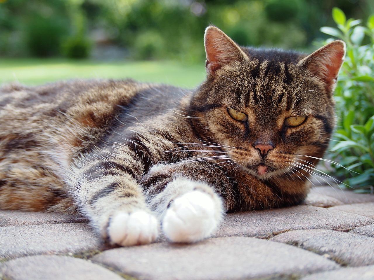 Do female cats calm down after spaying? 