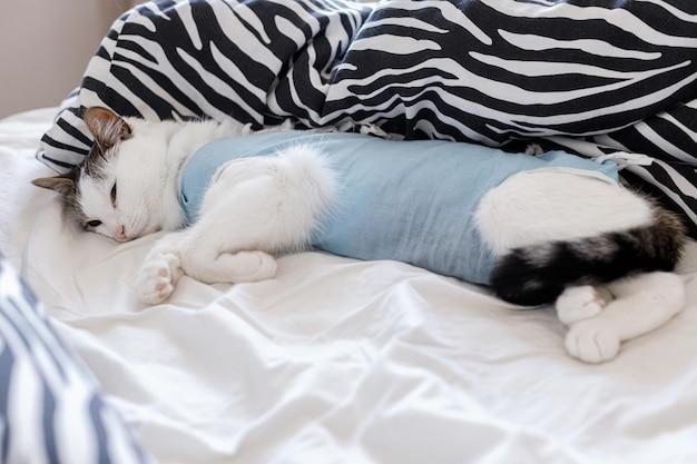 Do female cats calm down after spaying? 