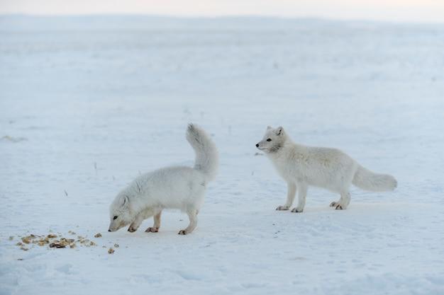 Do foxes eat lizards? 