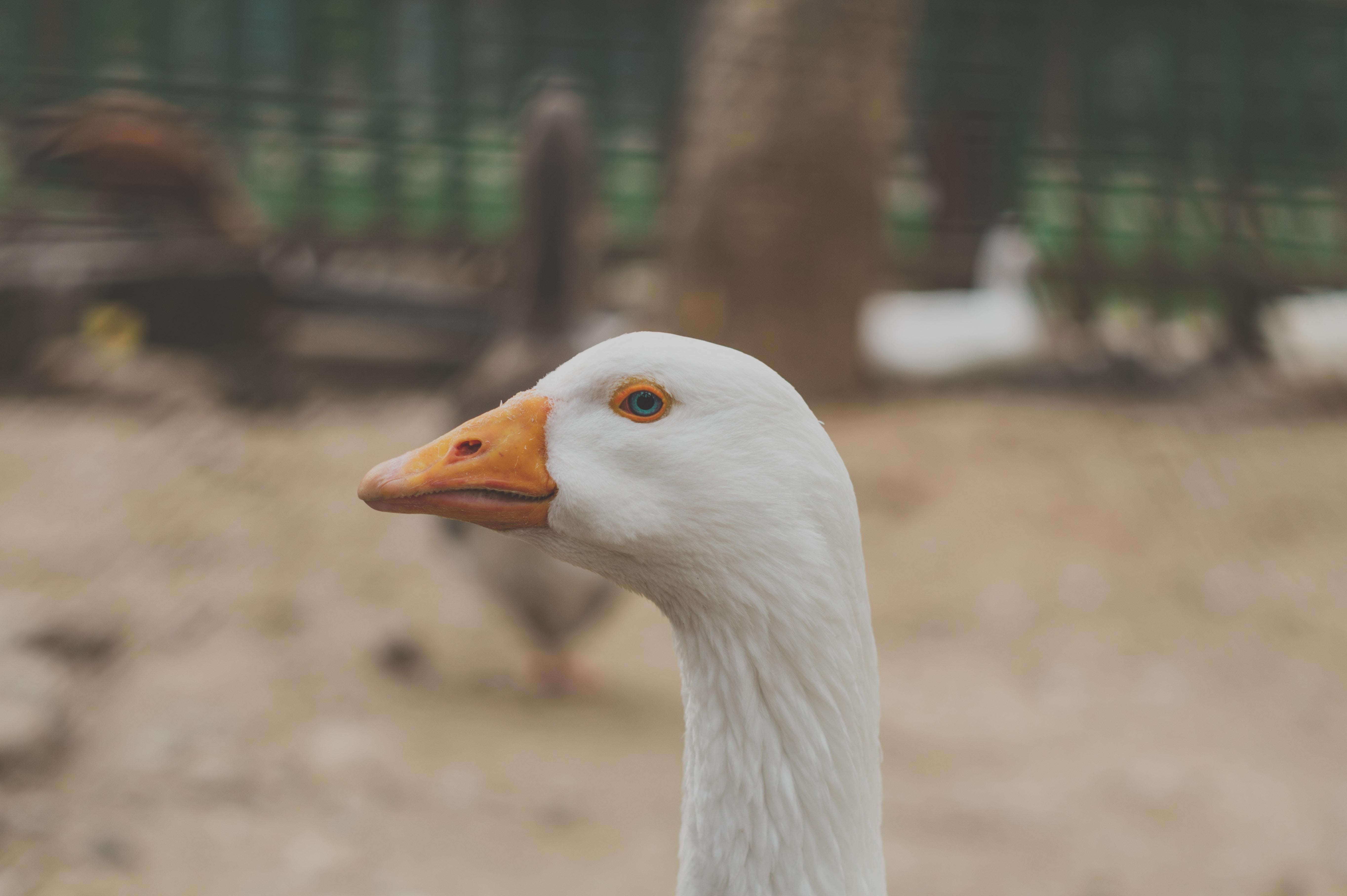 Do geese eat mosquitoes? 