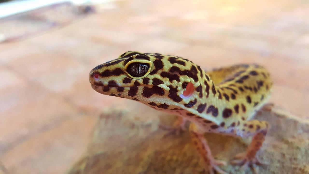 Do leopard geckos get spots as they age? 