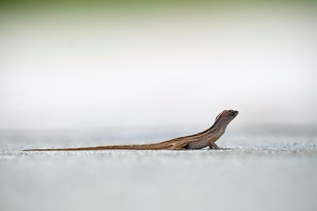 Do lizards live in cold places? 