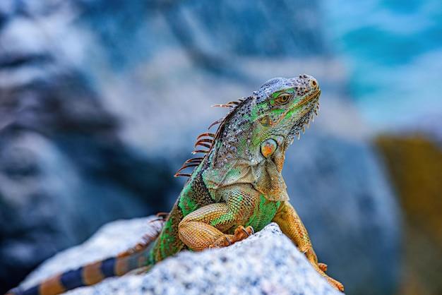 Do lizards live in cold places? 