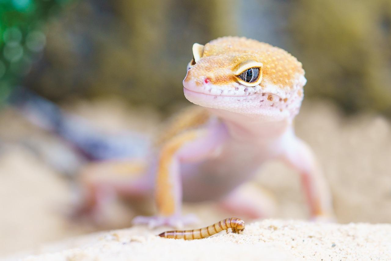 Do lizards sweat? 