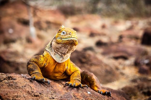 Do lizards sweat? 