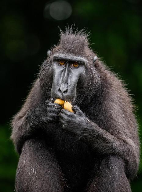 Do moles eat fruit? 
