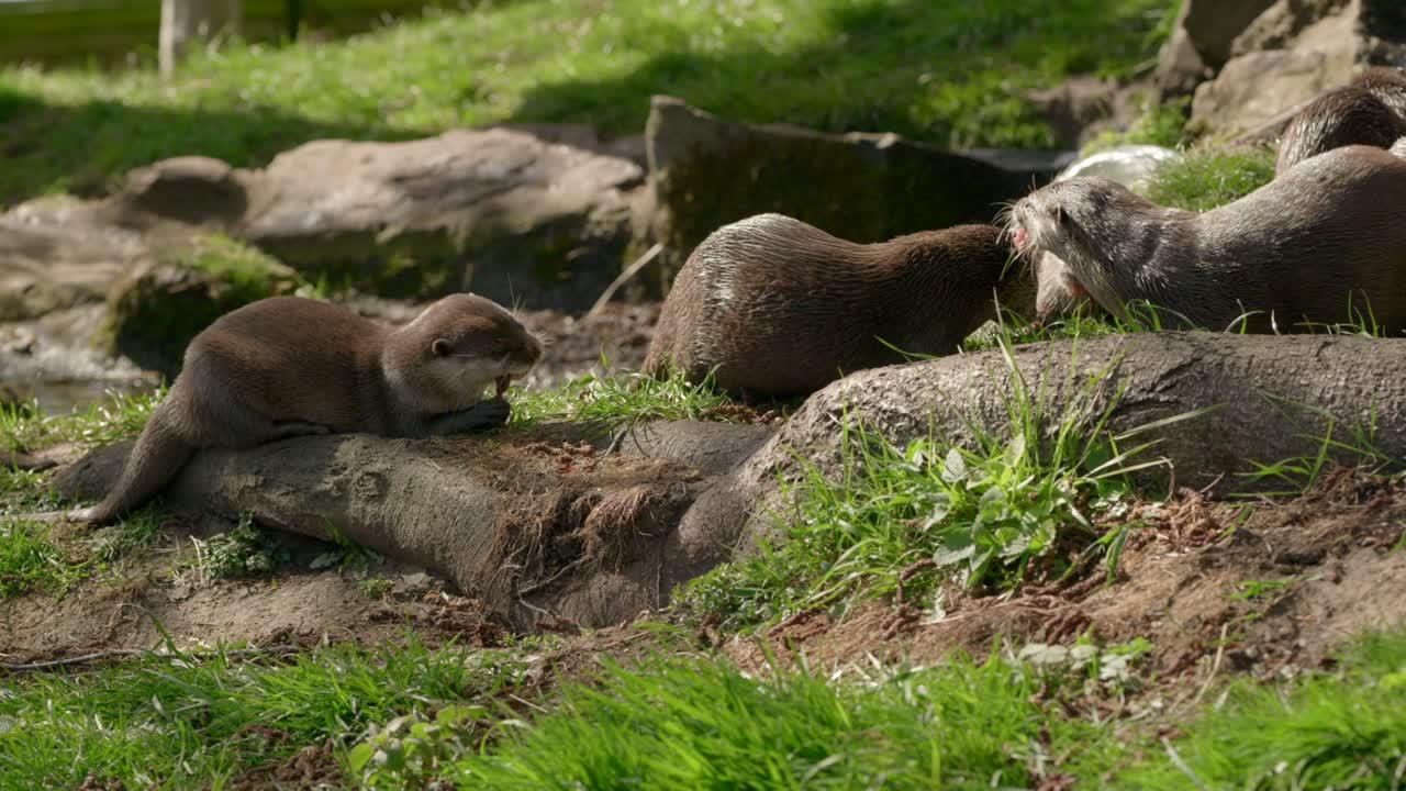 Do otters eat meat? 