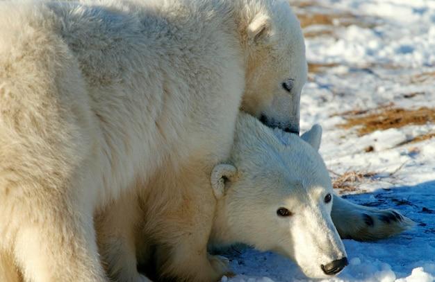 Do polar bears scream when they poop? 