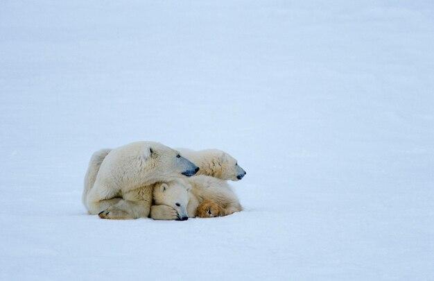 Do polar bears scream when they poop? 