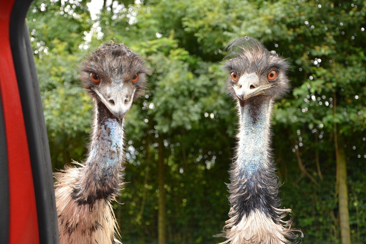 Do they kill emus to get emu oil? 