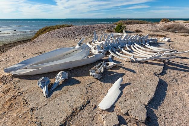 Do whales have finger bones? 