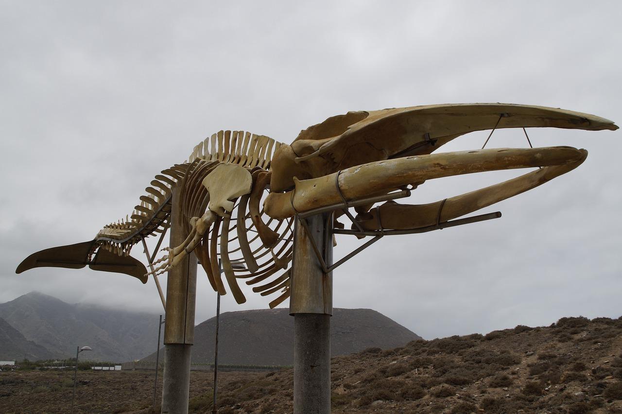 Do whales have finger bones? 