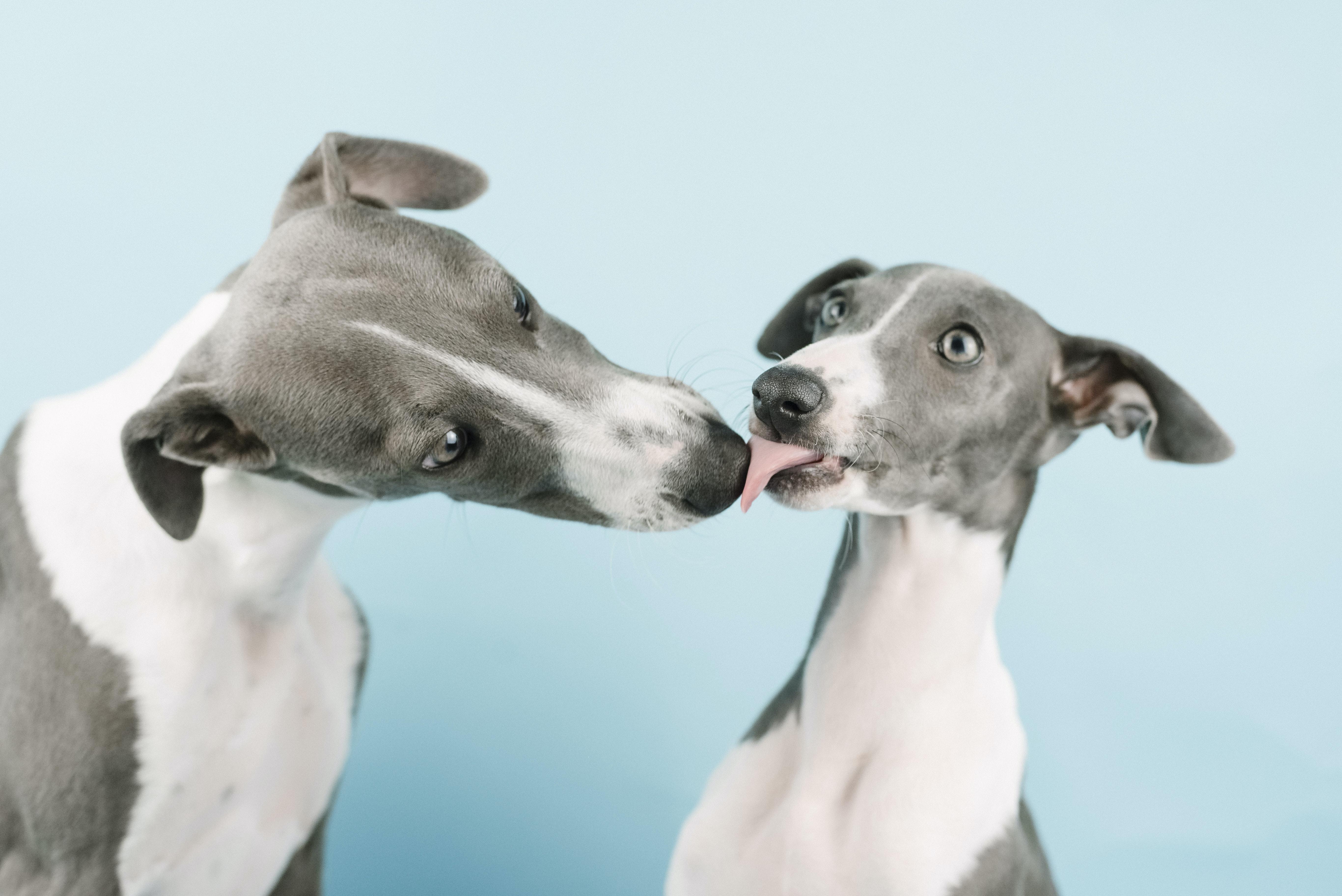 Do Whippets show up on a drug test? 