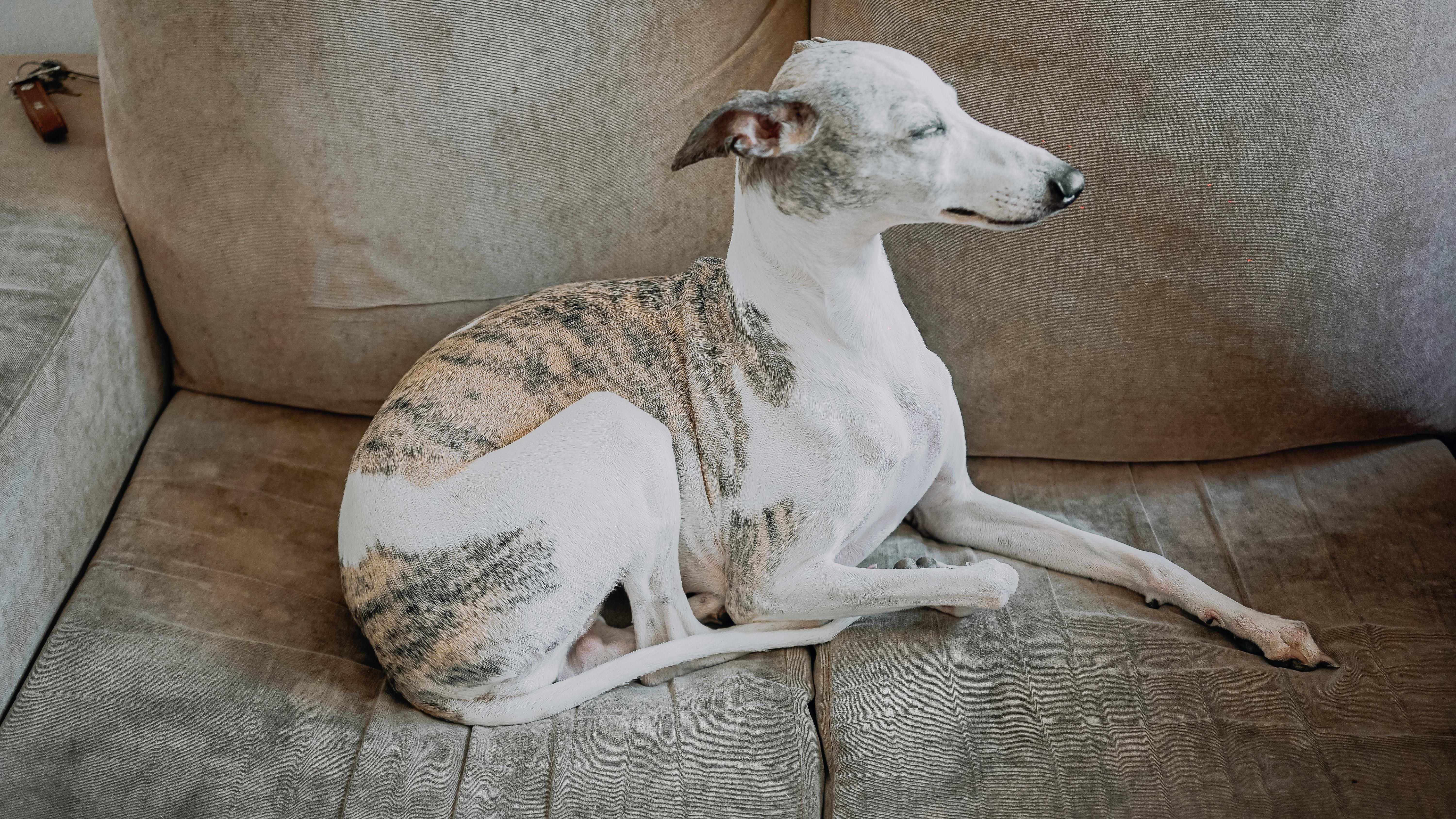Do Whippets show up on a drug test? 