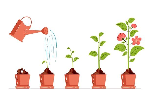 Does caffeine affect plant growth science experiment? 
