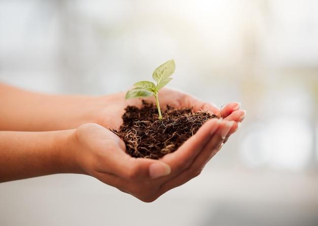 Does caffeine affect plant growth science experiment? 