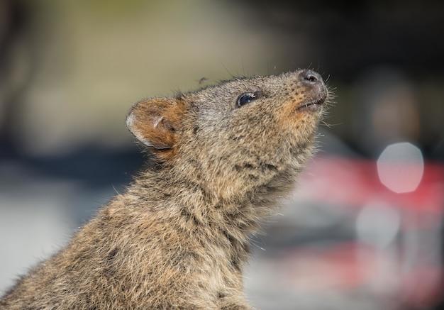 Does Groundhog poop look like? 