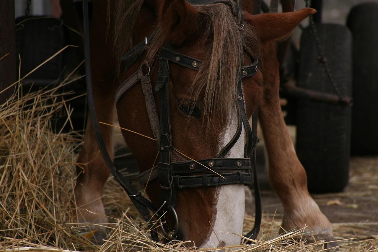 Does Joey die in warhorse? 