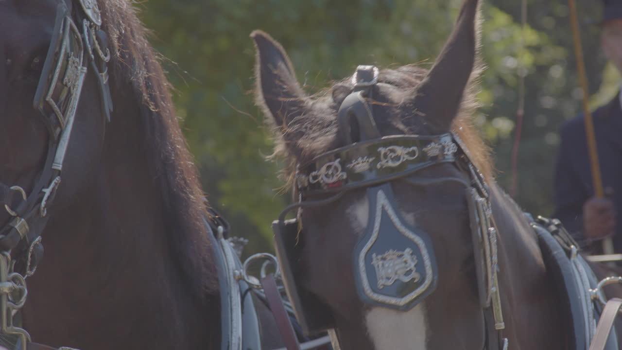 Does Joey die in warhorse? 
