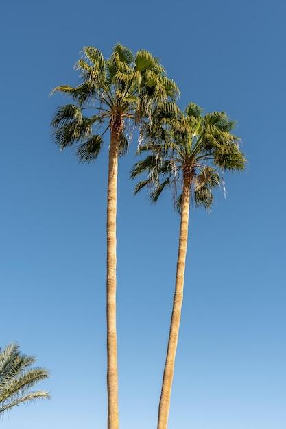 Does palm tree grow in Ireland? 