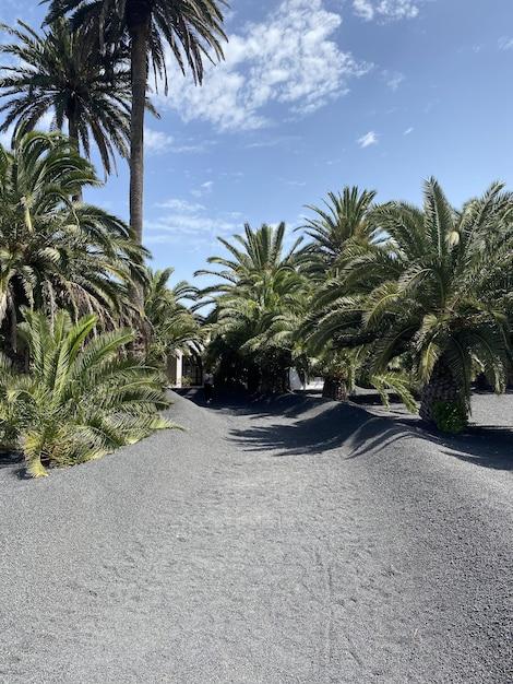 Does palm tree grow in Ireland? 