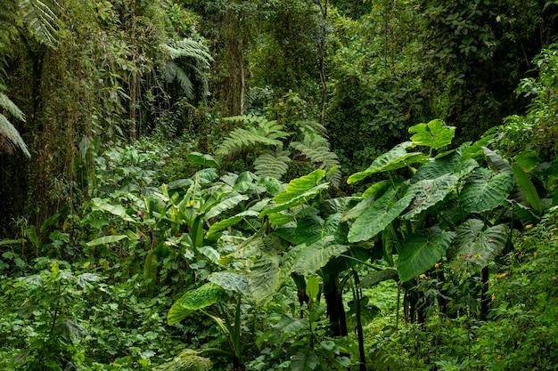 What is the vegetation of equatorial region? 