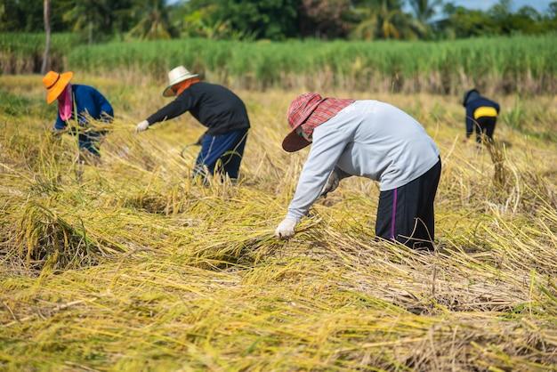 What is the meaning of field work? 