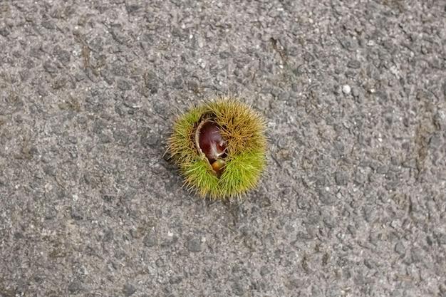 What are the major factors that have contributed to the success of insects? 