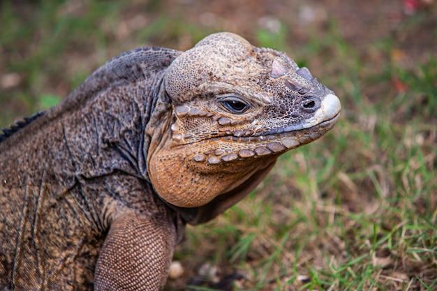 What kind of wild animals are in the Dominican Republic? 