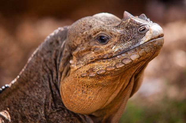 What kind of wild animals are in the Dominican Republic? 