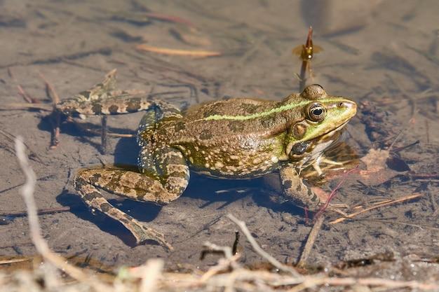 What kind of animals live in lakes and ponds? 