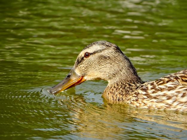 What kind of animals live in lakes and ponds? 