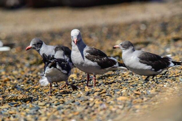 What can you feed a baby seagull? 
