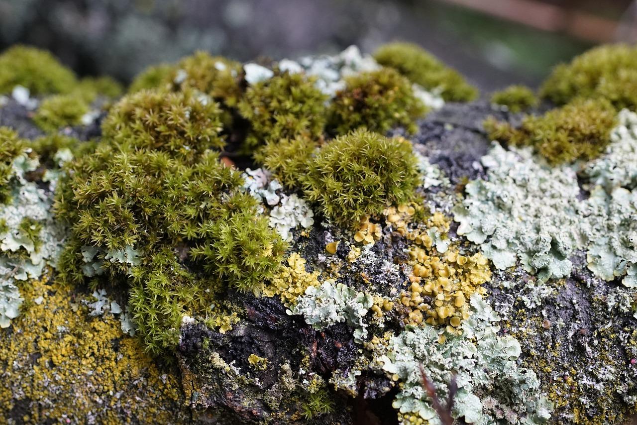 How are ferns and mosses different from conifers? 
