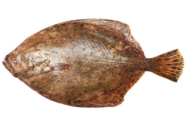 What is better fish halibut or haddock? 