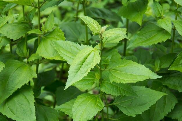 What is the use of Hagonoy leaves? 