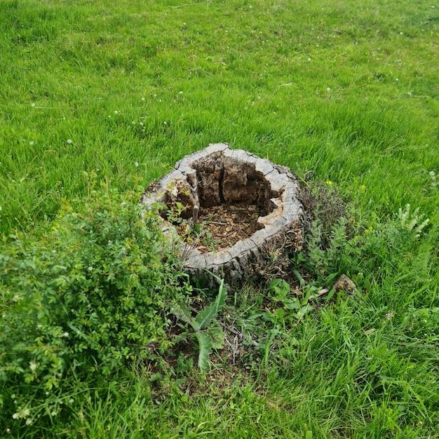 How are waste products removed from plants? 
