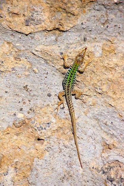 How big are lizard droppings? 