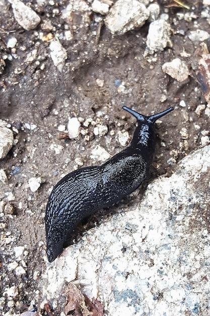 How big can Slugs get? 