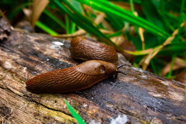 How big can Slugs get? 