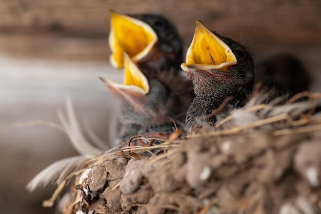 How do birds give birth? 