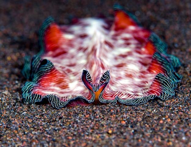 How do flatworms remove waste? 